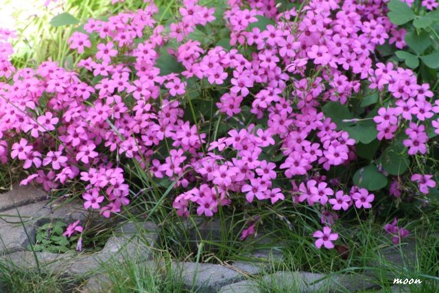 oxalis